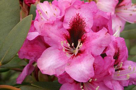 Rzadko spotykane odmiany