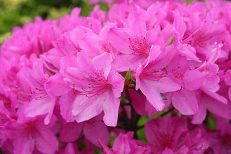 oferta Azalie japońskie Azalie japońskie