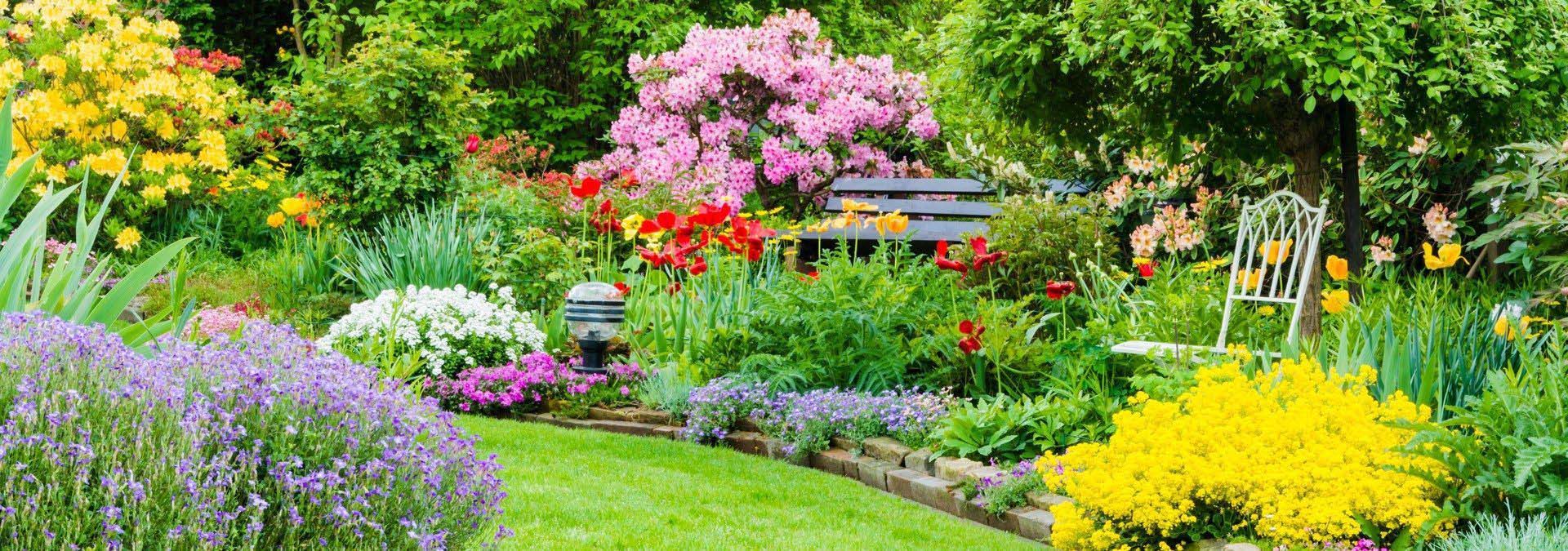Oferta handlowa Rododendrony oferta, ceny