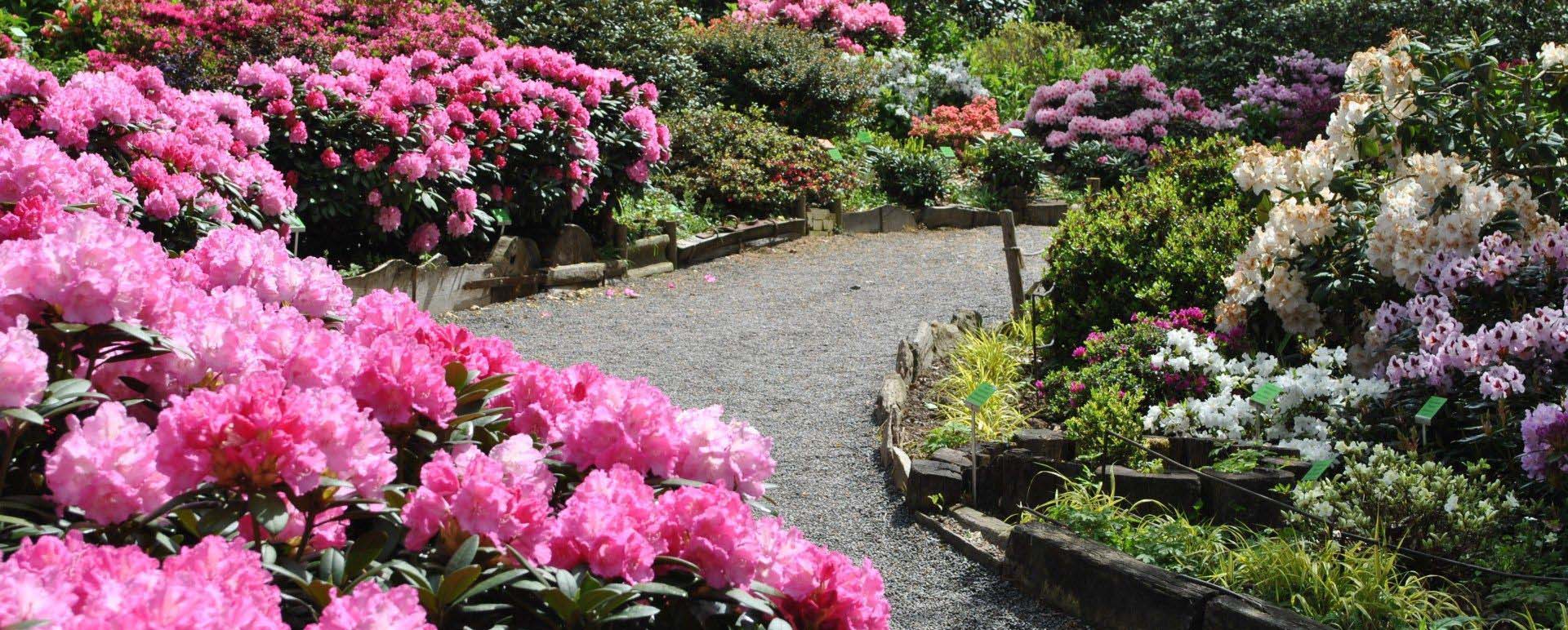 Gospodarstwo szkółkarskie Joanna Kowalczyk i Syn Rododendrony i azalie